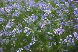 花,花的,開花