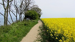 油菜籽場,海岸,波羅的海