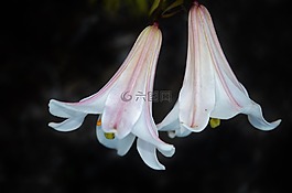 花,花的,开花