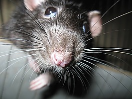 大鼠,嚙齒動物,nager