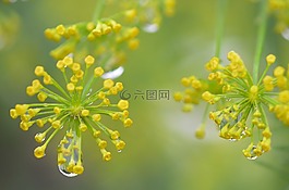 花,花的,開花