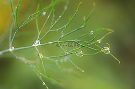 葉,水,自然