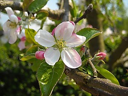 蘋果花,蘋果樹,春天