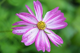 花,花的,開花