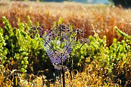 植物区系,web,蜘蛛