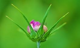 花,花的,開花