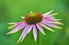 花,花的,开花