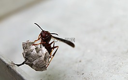 黃蜂,巢,昆蟲