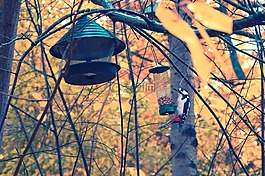 啄木鳥(niǎo),秋,鳥(niǎo)