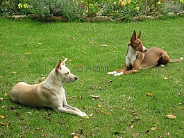 狗,podenco,走兽