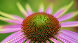 花,花的,开花