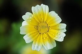 花,花的,开花