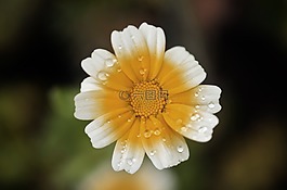 花,花的,开花