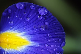 花,花的,开花