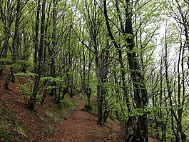 木材,性质,sierracantabria