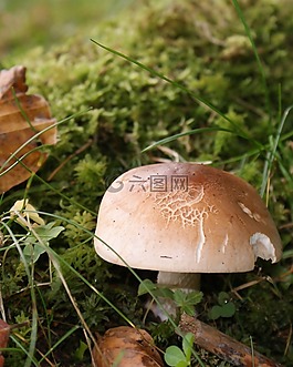 森林,蘑菇,秋季
