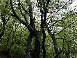 木材,性质,sierracantabria