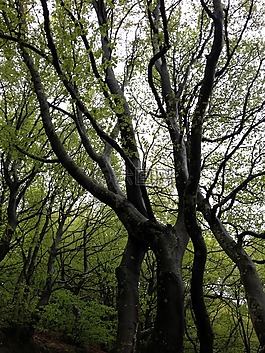 木材,性质,sierracantabria