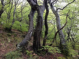 木材,性质,sierracantabria