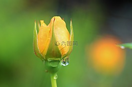 黃色,玫瑰,花