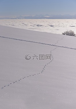 雪,白,冬天