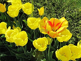 郁金香,鮮花,黃色
