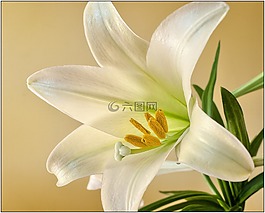 复活节,百合,花