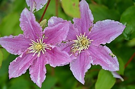 花,花的,開花