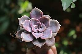 自然,植物區(qū)系,葉