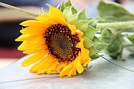 太陽花,花,黃色
