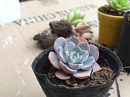锅,花,植物区系