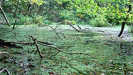 沼澤,水,池