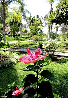 公園,鮮花,春