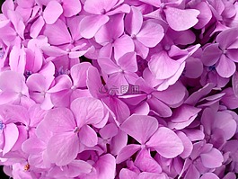繡球花,花瓣,肌理