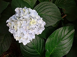 繡球,純潔,白繡球