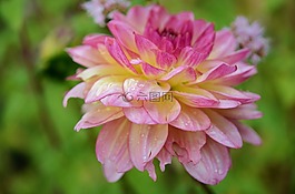 花,花的,開花
