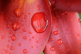 百合,花,花的
