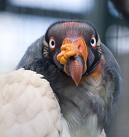 兀鷲,鳥(niǎo),動(dòng)物園
