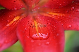 百合,紅色,花