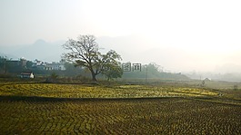 曠野,大樹,農田