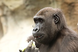 猴子喂食,動物園,猿
