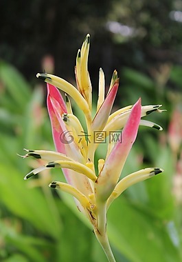 開花,廠,粉紅色