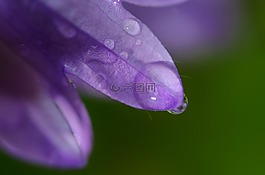 花,自然,開花