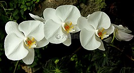 蘭花,白,花