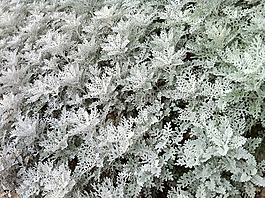 草,背景,留白