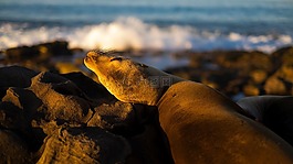 密封,野生動物,休息
