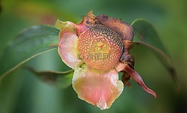 花,花粉,自然