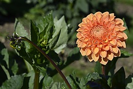 嬌琴紗,花,開花