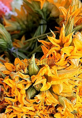 鮮花,花園,福爾廷