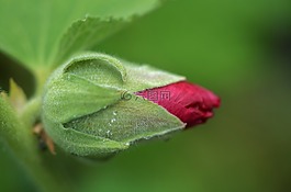 玫瑰,紅色,花